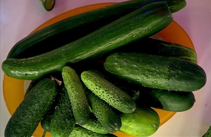 Seeds Cucumber Emelya Giant Burpless for Pickling Vegetable for Planting Heirloom Non GMO