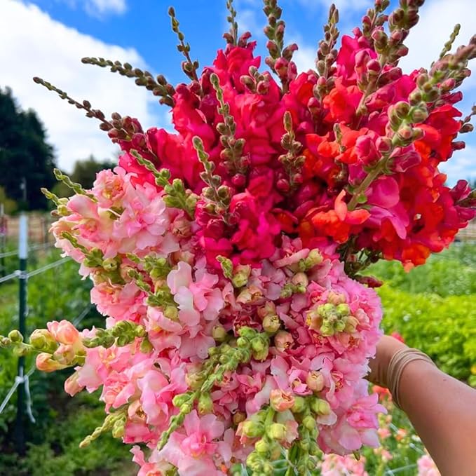 Snap Dragon Seeds for Planting Outdoor,5001+Mixed Snapdragon Flower Seeds,Flower Seeds Perennial Non GMO Heirloom for Outdoor Garden