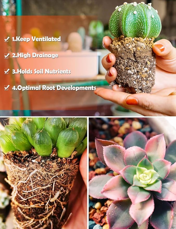 TOYPOPOR Succulent Soil, Cactus Potting Mix 1.25 Pounds/1 Quart, High Drainage, Pre-Mixed Ready to Use for All Succulent Varieties, Indoor Plants, Bonsai, Terrarium, Houseplant, 30% Particles 70% Soil