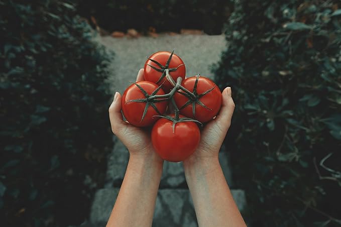 Park Seed Variety of Tomato Seeds, Planting Vegetables, Easy to Grow, Non-GMO, Perfect for Harvesting, Better Bush Improved Hybrid, Pack of 1000
