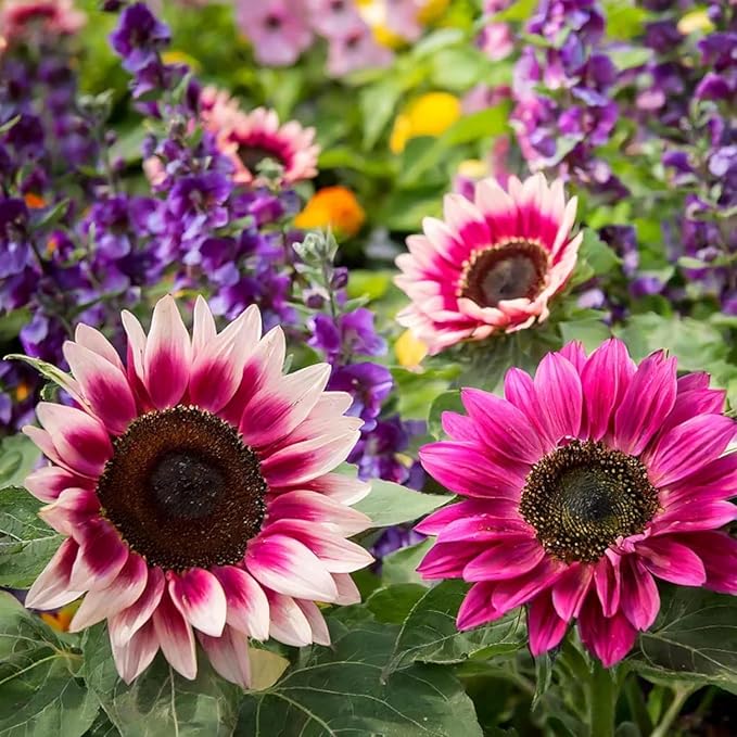 500+ Mixed Sunflower Seeds for Planting (17+ Varieties, Crazy Mixture), Indoor & Outdoor, Bulk Pack, Heirloom, Non-GMO, Attracts Butterflies & Bees