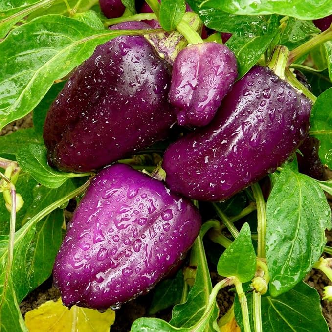 Seeds Sweet Bell Pepper Purple Lilac Giant Vegetable for Planting Heirloom Non GMO