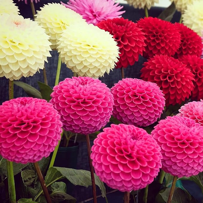 200+ PCS Mix Dahlia Seeds Flowers Compound Petals Multi-Color Beautiful Annual Outdoor Garden Potted Plants Non-GMO Dahlia for Planting Dahlia Pinnata Seeds