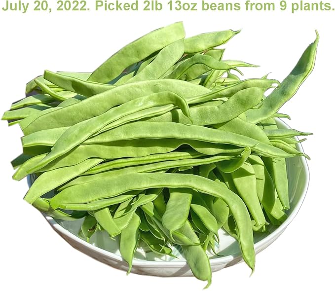 Bean Seeds for Planting Vegetables and Fruits. Pole Beans,Bush Beans,Romano Beans.Non GMO Garden Seeds for Home Vegetable Garden-Organic Stringless Heirloom Romano Green Pole Bean Seeds Helda-30ct+