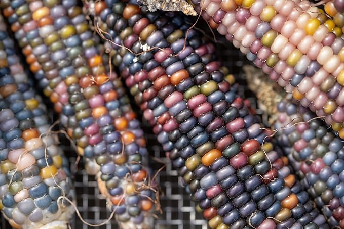 Plant Good Seed Organic Glass Gem Corn Seeds for Planting: Ornamental Rainbow Ears, Translucent Kernels - 50 Seed Packet
