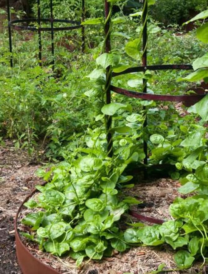 100 Malabar Spinach Seeds – Rau Mồng Tơi – Basella Alba – Climbing Spinach – Organic, Non-GMO, Heirloom – Fast-Growing, Heat-Tolerant, Perfect for Trellises & Home Gardens