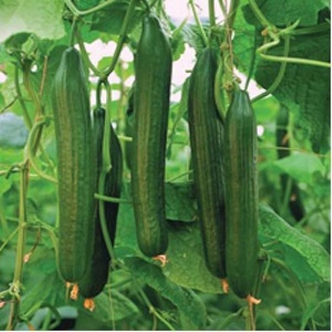 Seeds Vegetable Cucumber Chinese Long for Salads Without Bitterness for Pickling - 10 Seeds