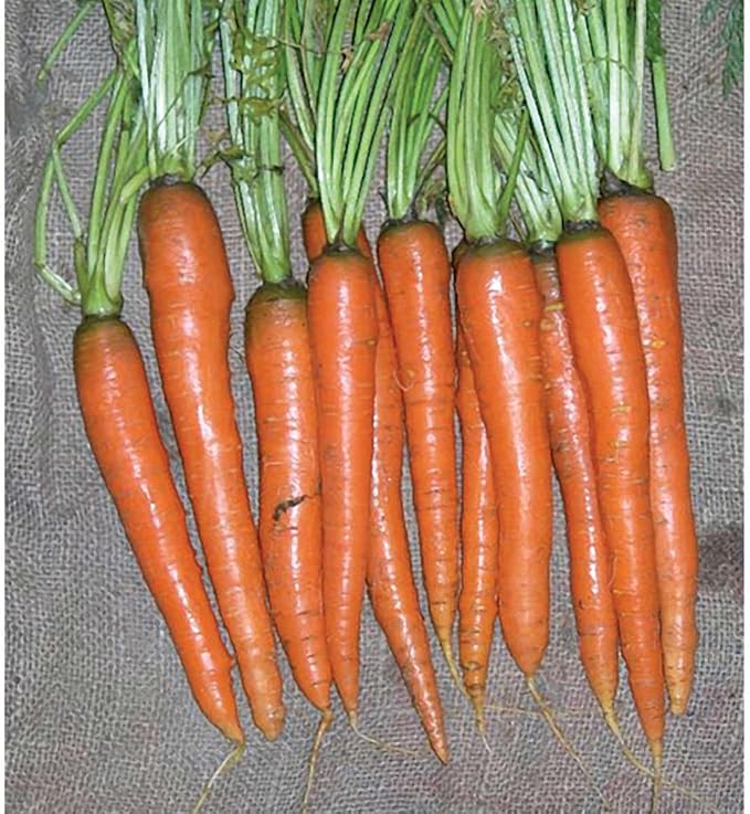 3,000 Imperator 58 Carrot Seeds for Planting Microgreens Organic Non GMO Heirloom