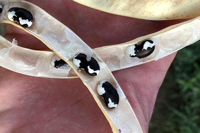 Plant Good Seed Organic New Mexican Appaloosa Bean Seeds for Planting: Heirloom Pole Vine, Black and White Speckled Beans - 18 Seed Packet