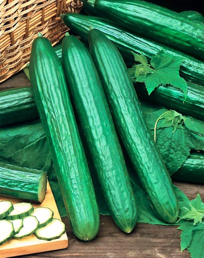 Seeds Vegetable Cucumber Chinese Long for Salads Without Bitterness for Pickling - 10 Seeds
