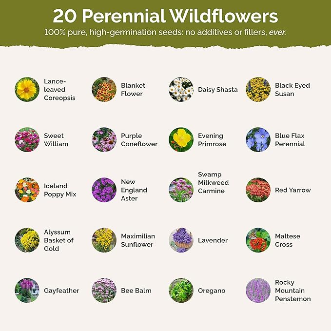Eden Brothers Perennial Pollinator Wildflower Mixed Seeds for Planting, 1/4 lb, 120,000+ Seeds with Blue Flax, Coneflower | Attracts Pollinators, Plant in Spring or Fall, Zones 3, 4, 5, 6, 7, 8, 9, 10