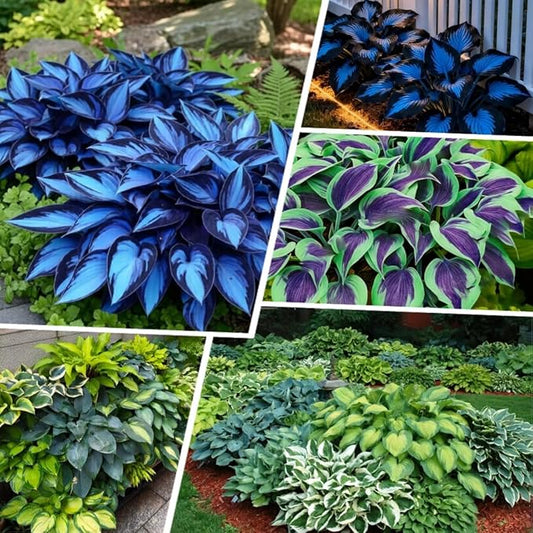 Hosta Seeds for Shady Gardens 80PCS – Lush Green Leaves, Easy Care Perennial for Borders, Pots & Gifts