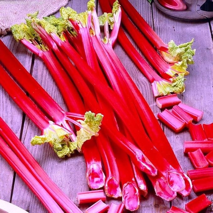 30+ Seeds Rhubarb Victoria - Vegetable Red