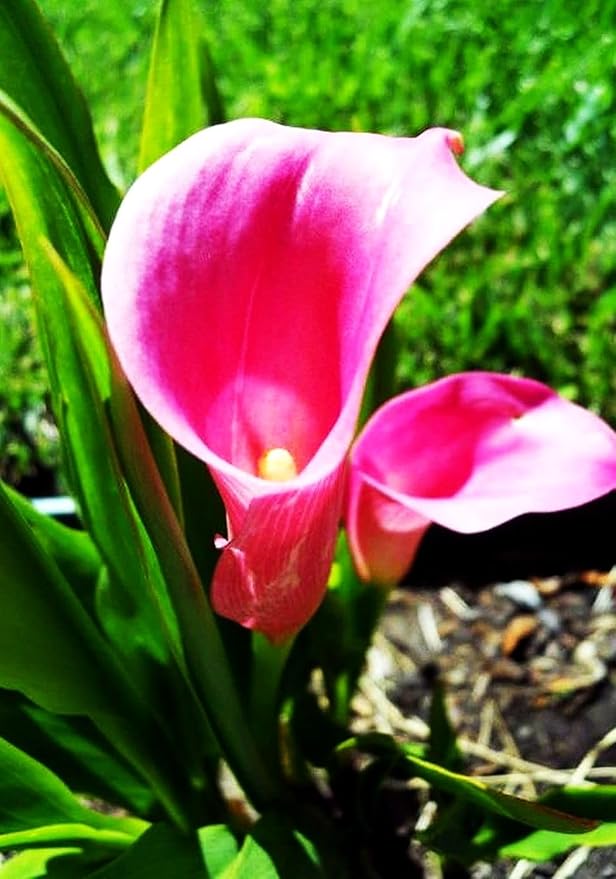 Calla Lily Seeds Beautiful Flowers - 100 Pcs Seeds