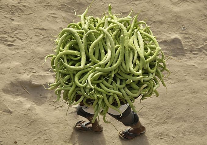 Seeds Rare Cucumber Armenian Long 70 Days Pickling Vegetable for Planting Heirloom Non GMO