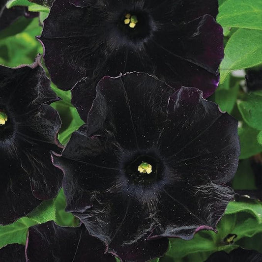 Black Petunia Seeds for Planting - Petunia Flowers Seeds Garden Hanging Baskets Flowers Annual Petunia Plant Seeds - 300 Seeds