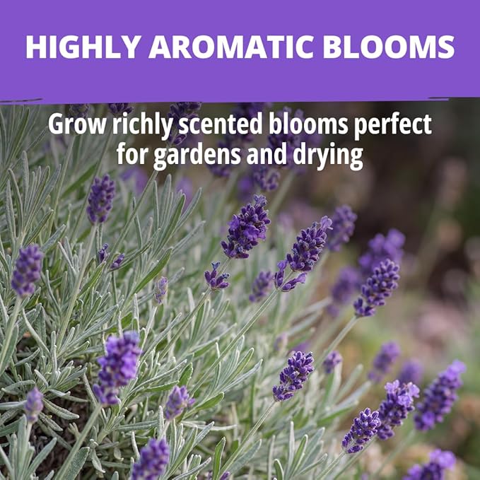 HOME GROWN Non-GMO 'Vera' English Lavender Seeds 1,500+ | True Original Heirloom | Superior Fragrance, Extreme Cold Hardy | High Germination Indoor/Outdoor (Lavandula angustifolia)