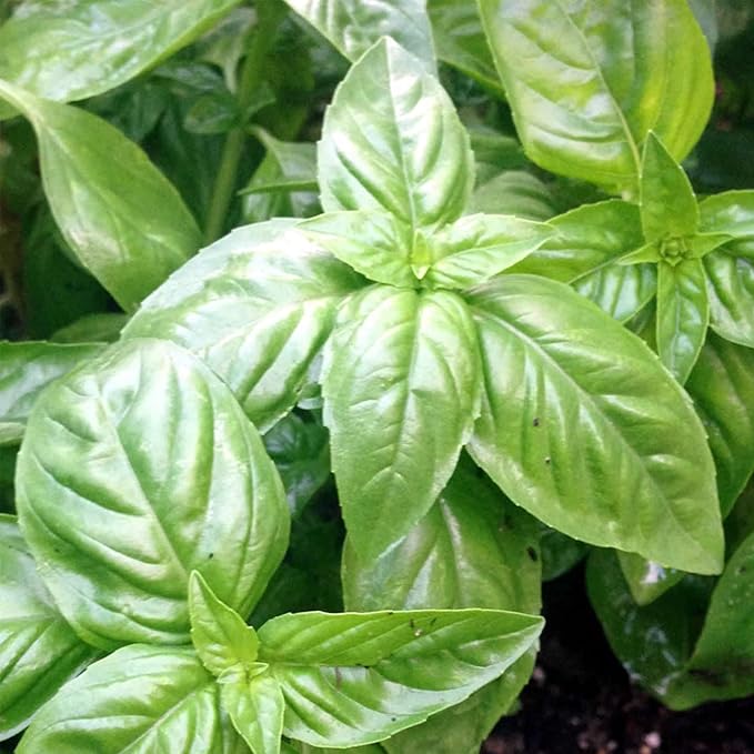 Organic Basil, Italian Large Leaf - 1/4 LB ~64,000 Seeds - Non-GMO, Open Pollinated, Heirloom, Culinary Herb Gardening & Microgreens Seeds