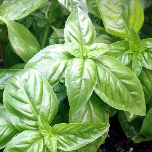 Organic Basil, Italian Large Leaf - 1/4 LB ~64,000 Seeds - Non-GMO, Open Pollinated, Heirloom, Culinary Herb Gardening & Microgreens Seeds