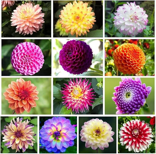 200+ PCS Mix Dahlia Seeds Flowers Compound Petals Multi-Color Beautiful Annual Outdoor Garden Potted Plants Non-GMO Dahlia for Planting Dahlia Pinnata Seeds