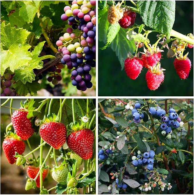 1000+ Mixed Fruit Seeds for Planting - 80+ Grapes 700+ Strawberry 200+ Raspberry & 80+ Blueberry Seeds Fresh Fruit,Non GMO Seed Home Garden Outdoors