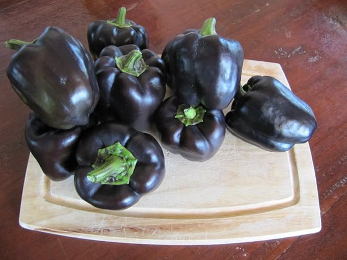 Seeds Black Sweet Bell Pepper Non GMO Vegetable for Planting