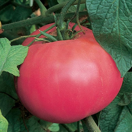 Burpee 'Brandywine Pink' Heirloom | Organic Beefsteak Slicing Tomato | 50 Seeds