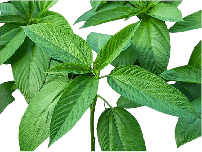 100 Grams Jute Seed || Paat Shak Seeds || Green stem Egyptian Spinach Seeds || Corchorus Olitorious Molokhia