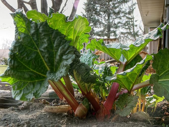 30+ Seeds Rhubarb Victoria - Vegetable Red