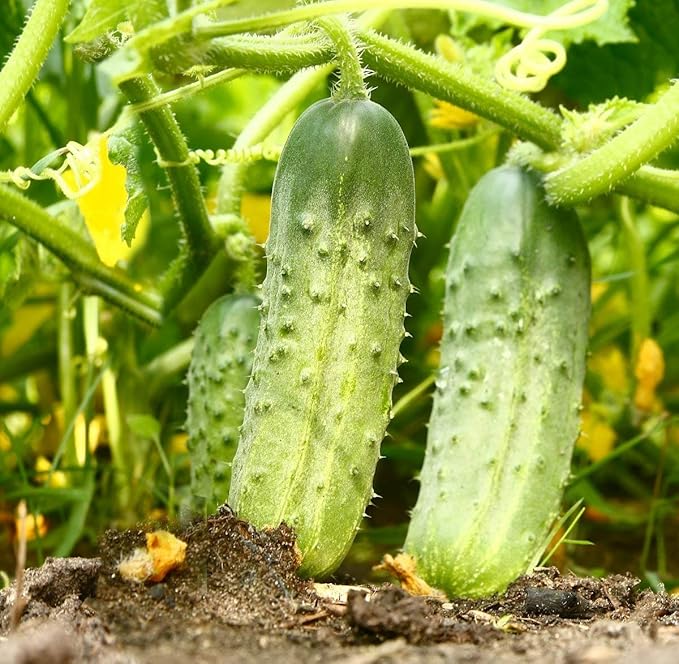 Seeds Cucumber Source F1 Rodnichok Open-Pollinated Pickling Non GMO Vegetable for Planting