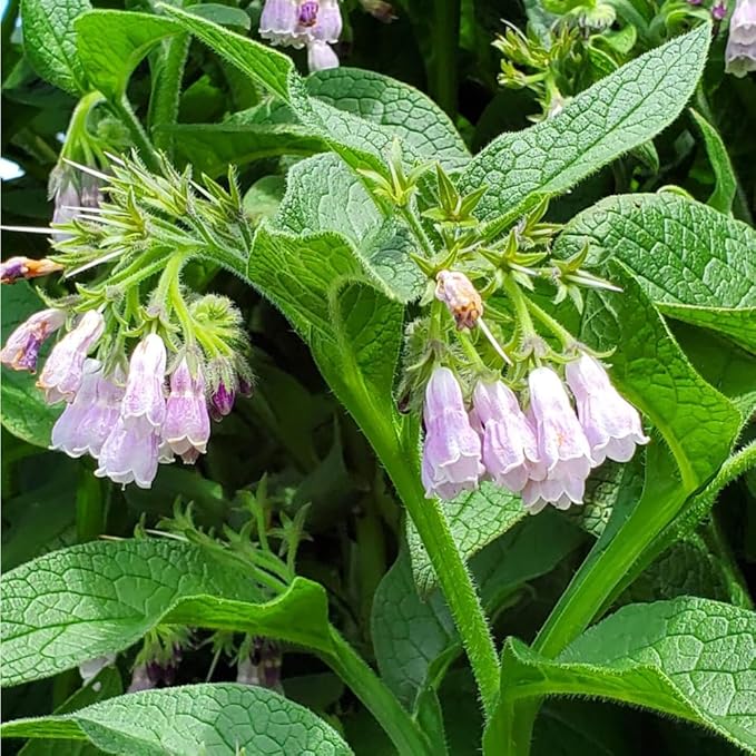 80+ Comfrey Seed for Planting,Comfrey Symphytum Officinale Seeds,Non-GMO Heirloom Pollinator Friendly Herb Seed for Home Outdoor Garden