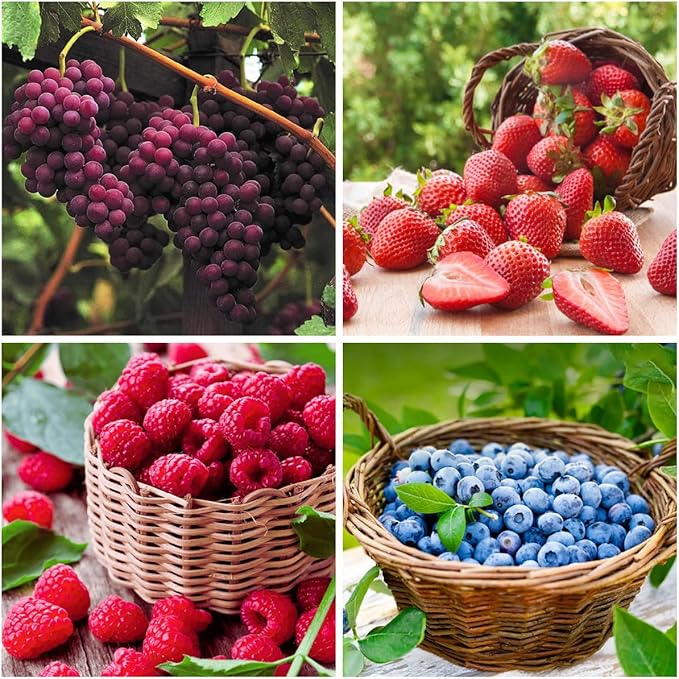 1000+ Mixed Fruit Seeds for Planting - 80+ Grapes 700+ Strawberry 200+ Raspberry & 80+ Blueberry Seeds Fresh Fruit,Non GMO Seed Home Garden Outdoors