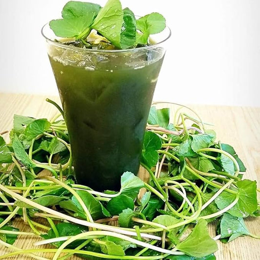 500 Green Gotu Kola Seeds - Hat Rau Ma - Big Leaf Seed Centella Asiatica Vegetable Indian Pennywort| Non-GMO | Organic | Heirloom