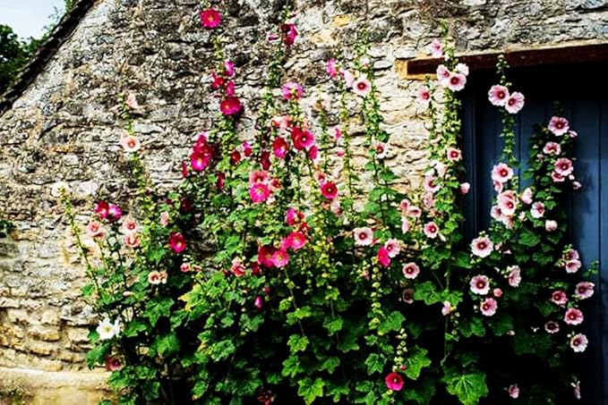 Hollyhock Single Mixed Colors - 250 Seeds - Long Blooming Period in All Zones