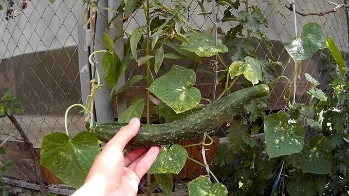 Seeds Vegetable Cucumber Chinese Long for Salads Without Bitterness for Pickling - 10 Seeds