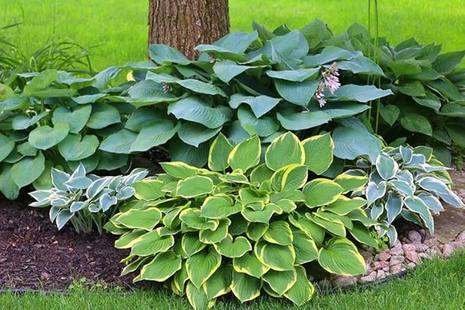 50pcs Mixed Hosta Seeds for Planting Outdoors Rare Perennial Flower Shade Hosta Plant Moderate Drought Tolera