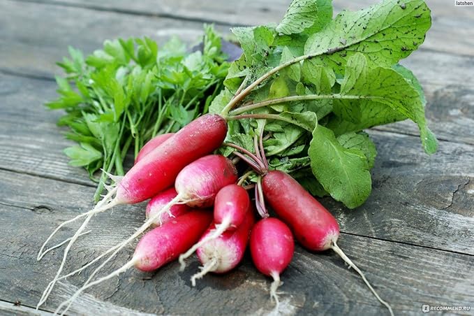 Seeds Radish French Breakfast 20 Day Heirloom Vegetable for Planting Non GMO