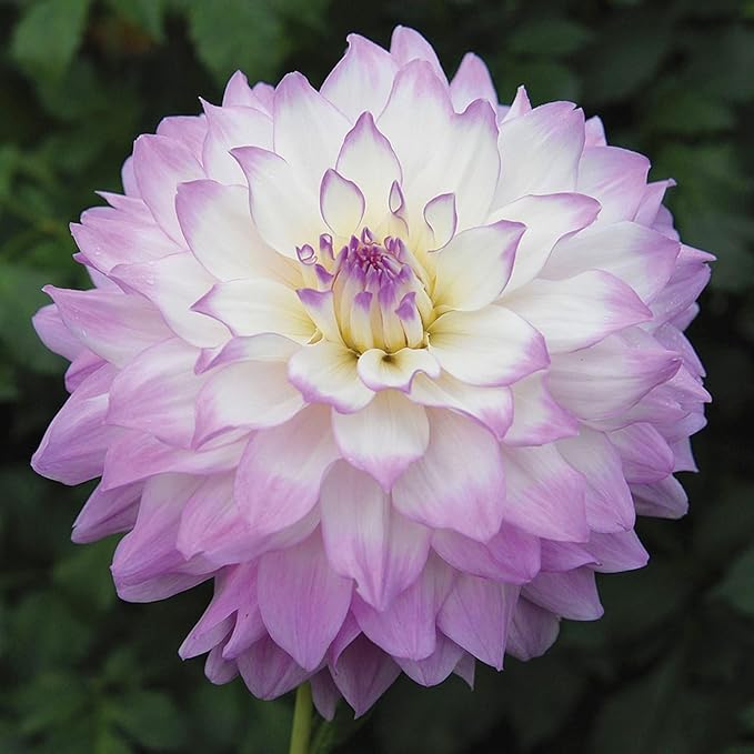 200+ PCS Mix Dahlia Seeds Flowers Compound Petals Multi-Color Beautiful Annual Outdoor Garden Potted Plants Non-GMO Dahlia for Planting Dahlia Pinnata Seeds