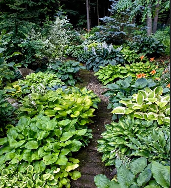 50pcs Mixed Hosta Seeds for Planting Outdoors Rare Perennial Flower Shade Hosta Plant Moderate Drought Tolera