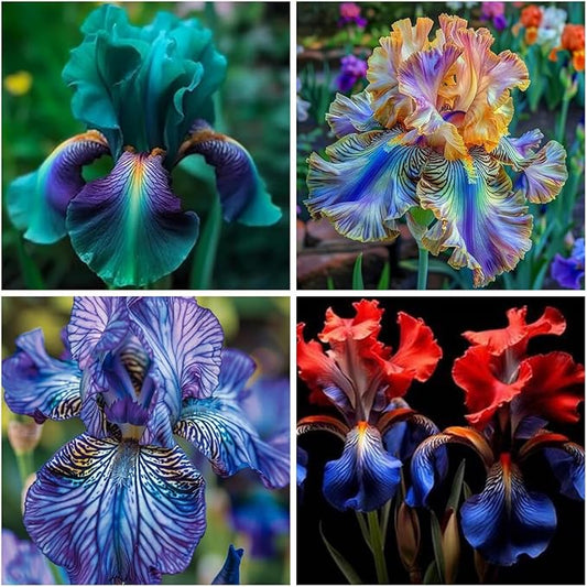 205+ Rare Mixed Iris Seeds for Planting - Perennial Bearded Iris Flower Seeds Exotic -Non-GMO Heirloom Exotic Flower Seeds Perennial for Garden Outdoor