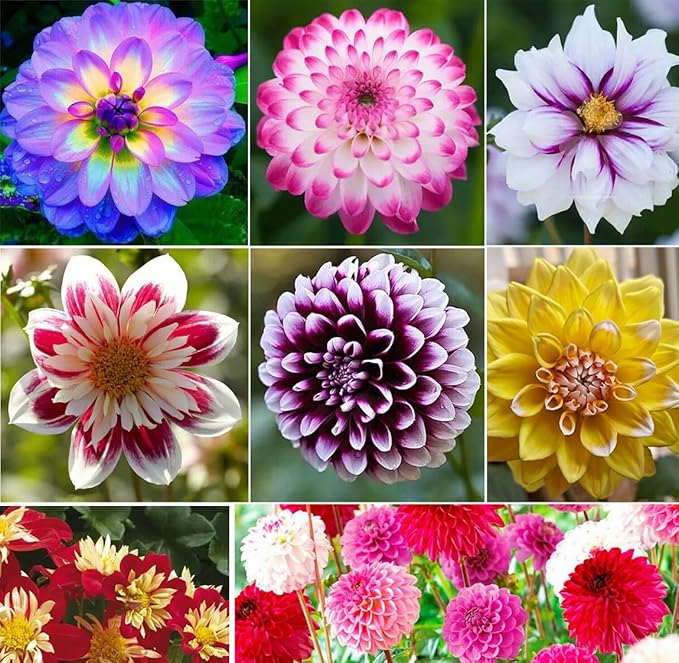 100+ Mixed Colors Dahlia Seeds Dream Flowers Garden Planting