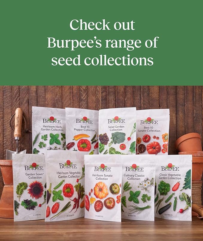 Burpee Best 10 Non-GMO Planting Tomato Seeds for Garden Gifts (1 Pack)