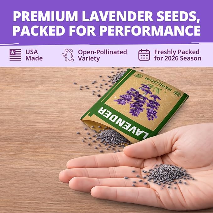 HOME GROWN Non GMO English Lavender Seeds 3,000+ Wildflower Seed for Planting Indoor/Outdoor, High Germination, Plant Flower Seeds (Lavandula antustifolia)