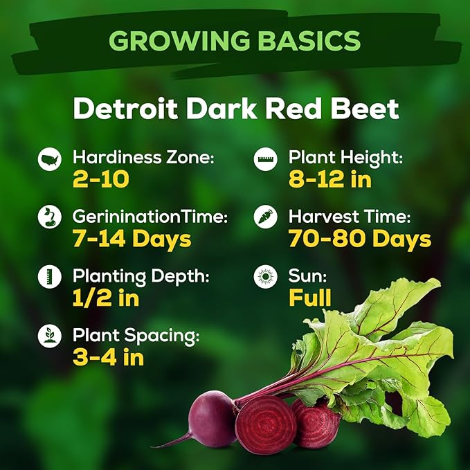 800+ Heirloom Fruivity Detroit Dark Red Beet Seeds for Planting-Non-GMO Vegetable Seeds, High Germination, USA Grown, for Home Garden & Fresh Beets