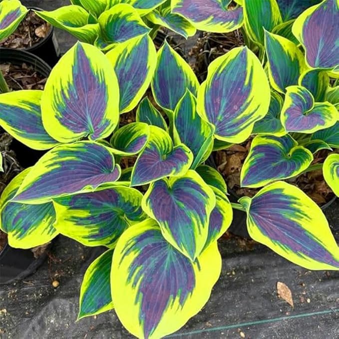 Hosta Seeds for Shady Gardens 80PCS – Lush Green Leaves, Easy Care Perennial for Borders, Pots & Gifts