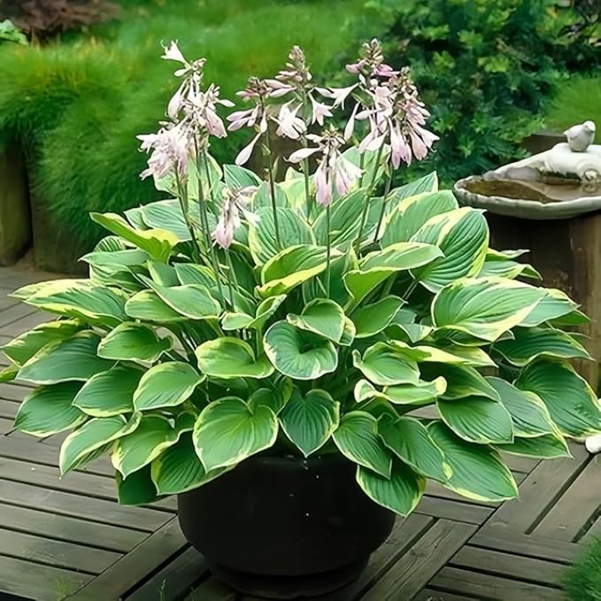 Hosta Seeds, 99 Pieces, Perennial Shade Garden Plants for Indoor and Outdoor, Low Maintenance