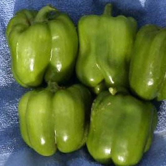 Organic California Wonder Bell Pepper - 250 mg ~30 Seeds - Non-GMO, Open Pollinated, Heirloom, Vegetable Gardening Seeds - Sweet Pepper