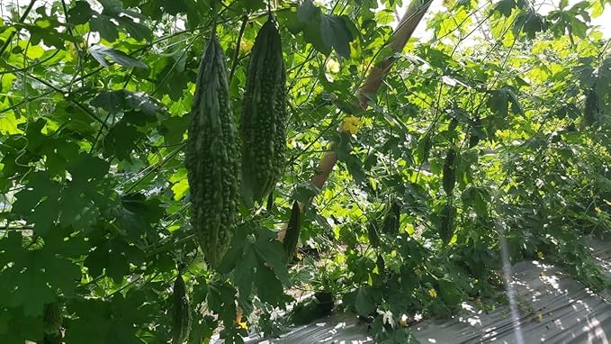10 India Bitter Seeds, Kho Qua Rung Organic - Mai's Family