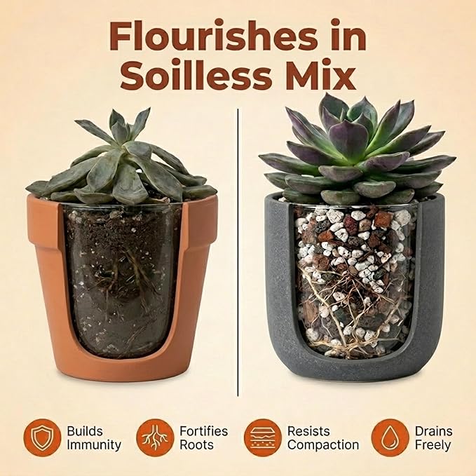 Molly's Succulent Mix - Premium Gritty Soilless Potting Mix for Succulents, Cactus and Bonsai - Contains Akadama, Hyuga, Bark Fines, Pumice, Lava Rock, Mycorrhizae 5 Dry Quarts