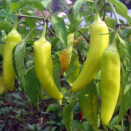 120 Organic Sweet Banana Pepper Seeds Heirloom Non GMO Garden Vegetable Bulk Survival